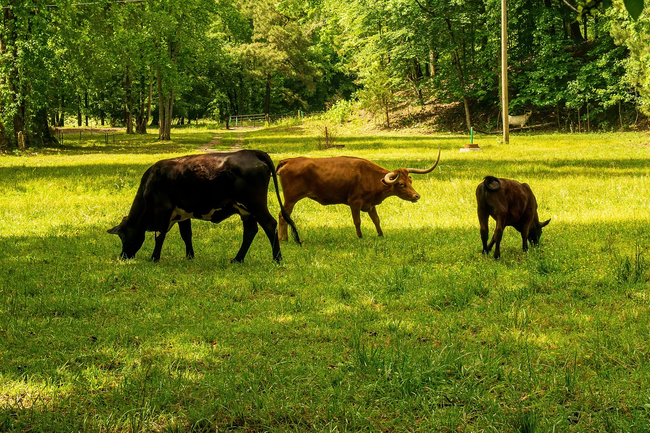 découvrez comment réduire votre empreinte carbone et contribuer à la protection de notre planète. explorez des conseils pratiques et des informations essentielles sur l'impact environnemental de nos choix quotidiens.