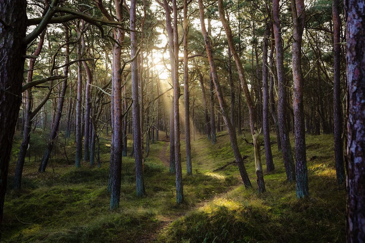 découvrez l'univers fascinant des forêts, ces écosystèmes riches en biodiversité qui abritent une multitude d'espèces animales et végétales. explorez leur importance pour notre planète, leur rôle dans la régulation du climat et la préservation de l'environnement. plongez dans la magie des forêts et apprenez à les protéger.