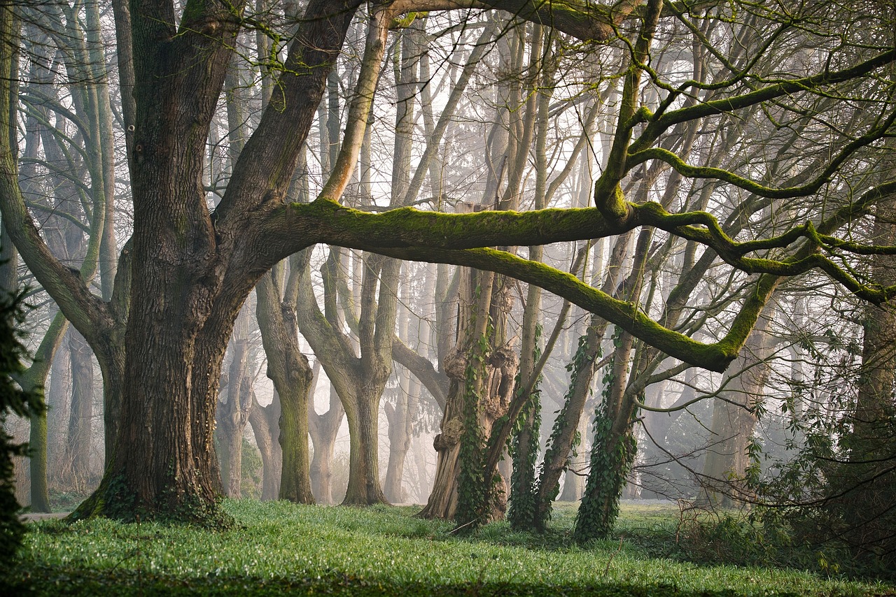 découvrez la beauté et la biodiversité des forêts, ces écosystèmes vitaux qui abritent une multitude d'espèces et jouent un rôle essentiel dans la lutte contre le changement climatique. plongez dans l'univers fascinant des forêts et comprenez leur importance pour notre planète.