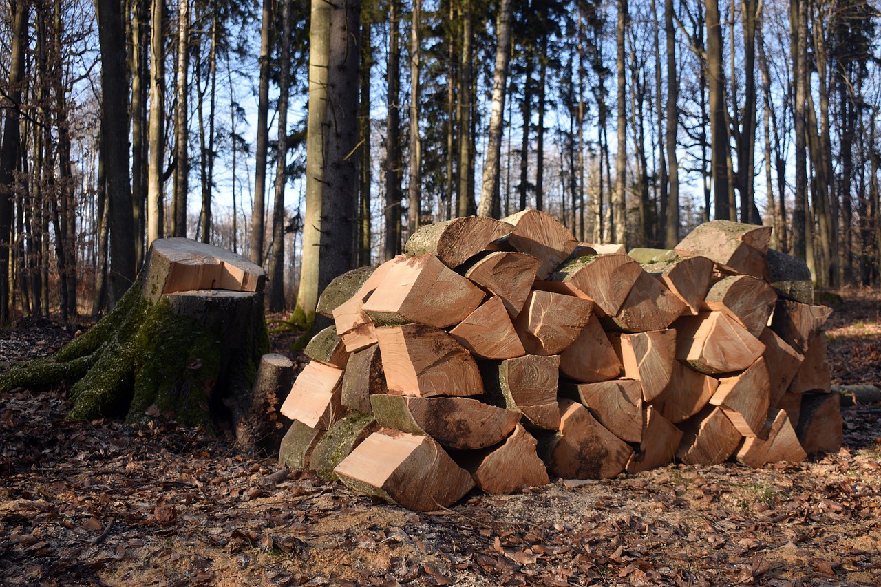 découvrez les enjeux de la déforestation, ses impacts sur l'environnement et la biodiversité, ainsi que les solutions pour préserver nos forêts. rejoignez le combat pour un avenir durable et responsable.