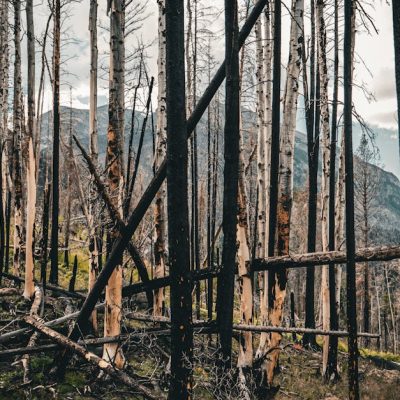 découvrez les pratiques innovantes de réhabilitation écologique visant à restaurer les écosystèmes dégradés, favoriser la biodiversité et promouvoir un développement durable. engagez-vous pour une planète plus verte et apprenez comment les initiatives de réhabilitation peuvent faire la différence.