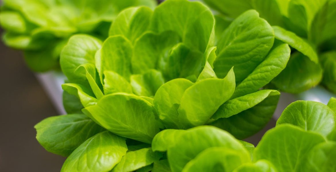 découvrez les systèmes alimentaires durables, qui allient respect de l'environnement, bien-être économique et sécurité alimentaire. apprenez comment ces pratiques innovantes peuvent transformer notre manière de produire et de consommer des aliments, tout en préservant notre planète pour les générations futures.