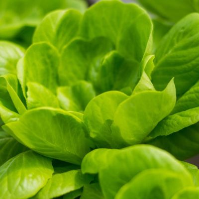 découvrez les systèmes alimentaires durables, qui allient respect de l'environnement, bien-être économique et sécurité alimentaire. apprenez comment ces pratiques innovantes peuvent transformer notre manière de produire et de consommer des aliments, tout en préservant notre planète pour les générations futures.