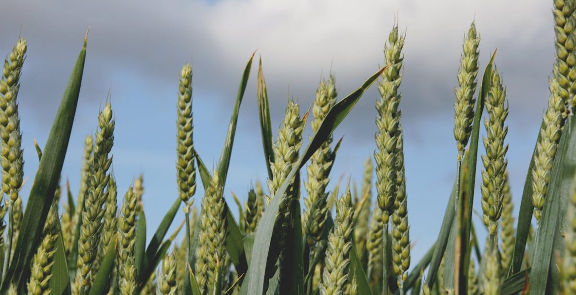 découvrez l'univers de la bioéconomie, un secteur novateur qui allie économie et environnement en utilisant des ressources biologiques renouvelables pour un développement durable. explorez les opportunités et les enjeux associés à cette approche écoresponsable pour un avenir plus vert.