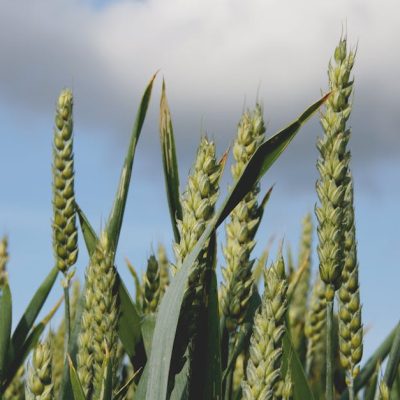 découvrez l'univers de la bioéconomie, un secteur novateur qui allie économie et environnement en utilisant des ressources biologiques renouvelables pour un développement durable. explorez les opportunités et les enjeux associés à cette approche écoresponsable pour un avenir plus vert.