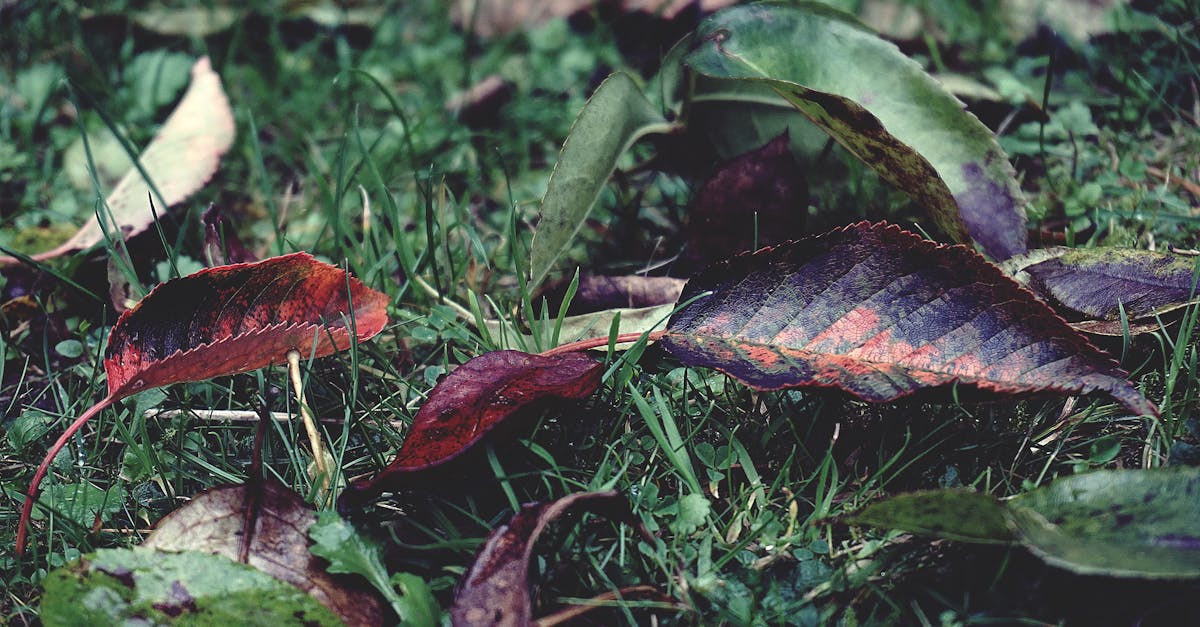 découvrez comment la transition écologique transforme notre société en promouvant des pratiques durables et respectueuses de l'environnement. engagez-vous pour un futur plus vert et apprenez les solutions innovantes pour réduire votre empreinte carbone.