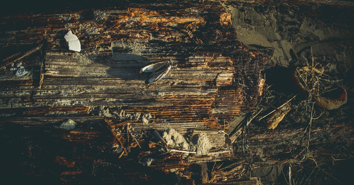 découvrez l'importance des écosystèmes, leur diversité et leur rôle crucial dans le maintien de la vie sur terre. plongez dans l'étude des interactions entre les espèces et leur environnement, et apprenez comment protéger ces précieuses ressources naturelles.