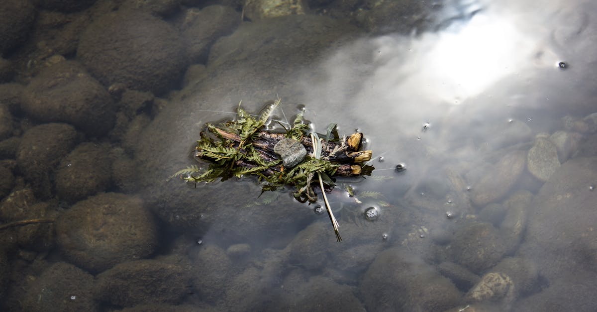 découvrez la richesse et la diversité des écosystèmes à travers le monde. explorez les interconnexions entre les espèces, les habitats et les processus environnementaux qui soutiennent la vie sur notre planète.