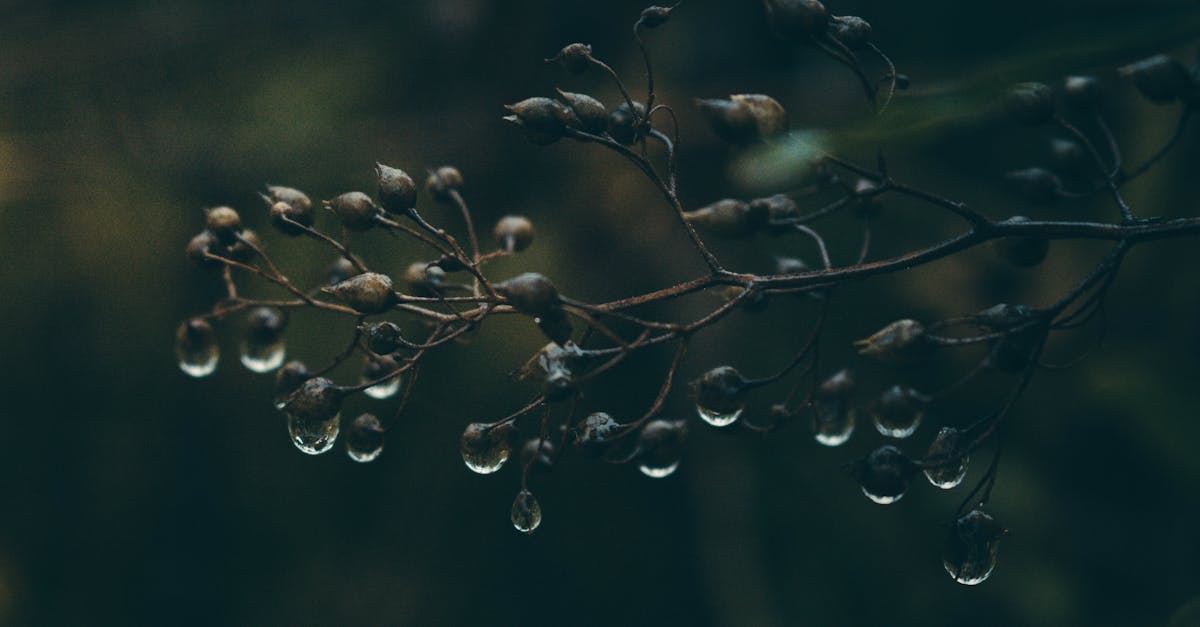 découvrez les écosystèmes : un réseau complexe d'interactions entre les êtres vivants et leur environnement. apprenez l'importance de la biodiversité, les menaces pesant sur ces systèmes naturels et les actions concrètes pour les préserver.